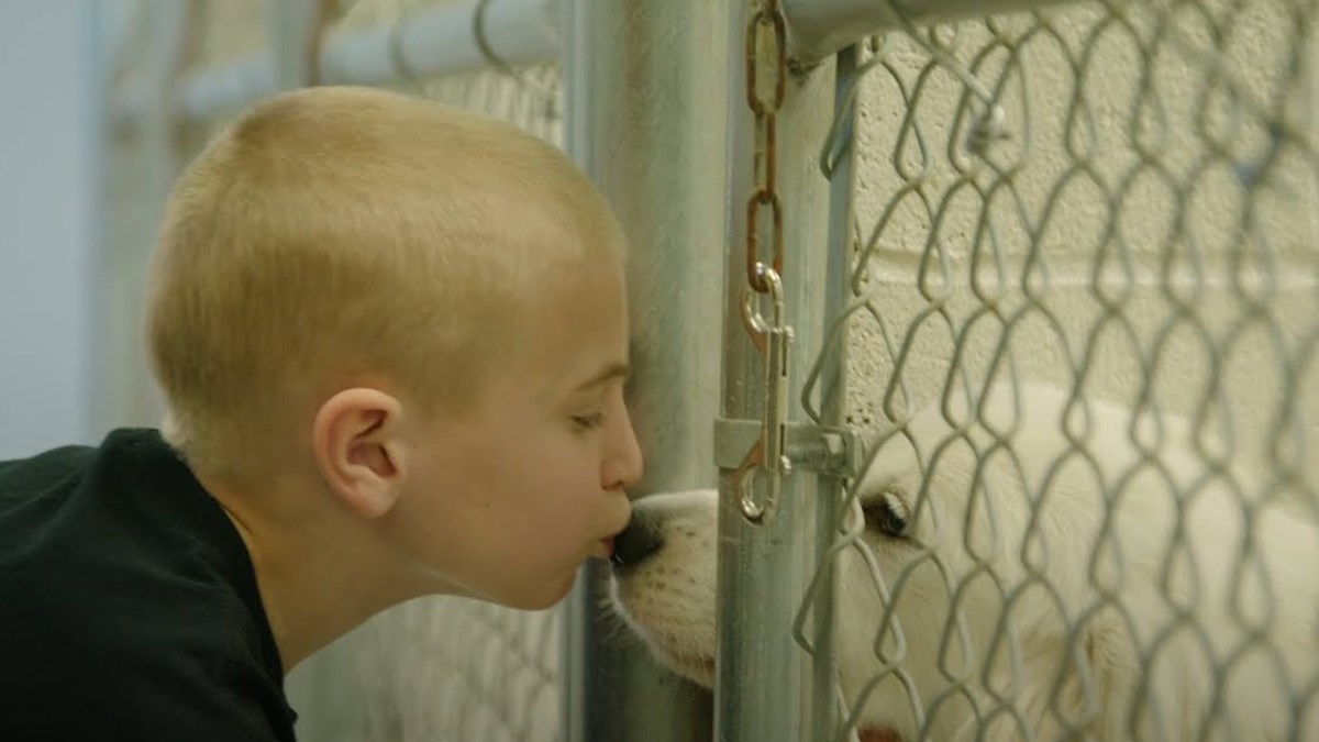 Ovaj dječak ima jedan cilj - isprazniti sva skloništa i udomiti sve pse